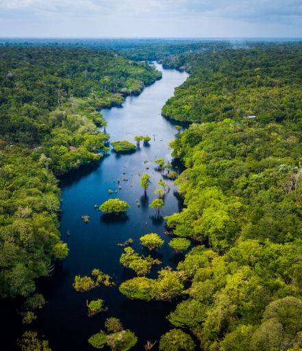 Regnskog i Amazonas